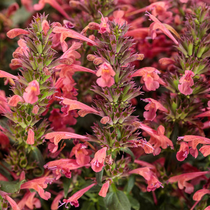 Close-up of vibrant pinkish-red tubular flowers on Maestro® Coral Hummingbird Mint (Agastache) with green stems and leaves, highlighting detailed petals and striking colors - Photo Courtesy of Proven Winners, Inc.