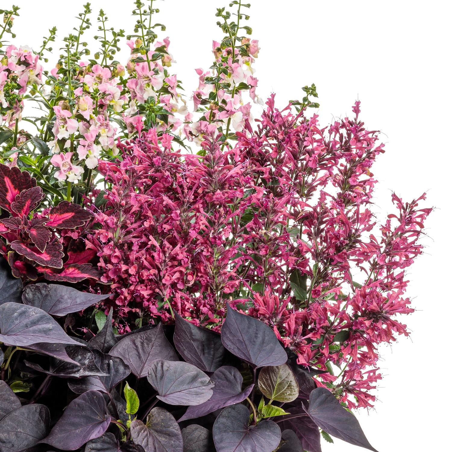 Maestro® Coral Hummingbird Mint (Agastache) features pink blooms and dark purple-green leaves. This pollinator-friendly plant creates a lush, colorful display with dense flowers, shown here against a crisp white background - Photo Courtesy of Proven Winners, Inc.