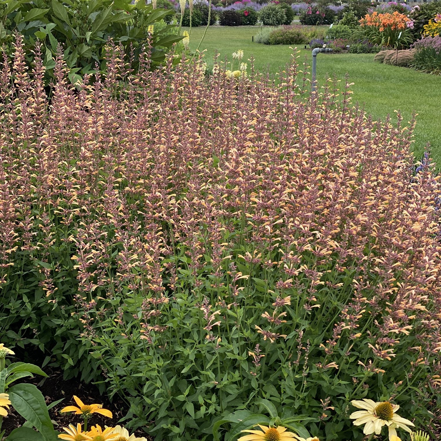 Meant To Bee® 'Queen Nectarine' Hummingbird Mint (Agastache) - Photo Property of Garden Crossings LLC