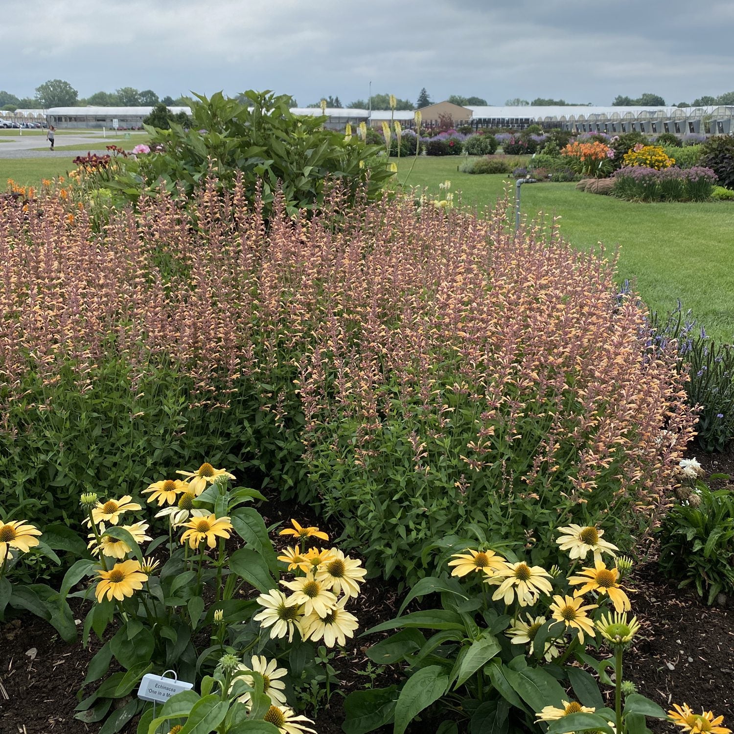 Meant To Bee® 'Queen Nectarine' Hummingbird Mint (Agastache) - Photo Property of Garden Crossings LLC
