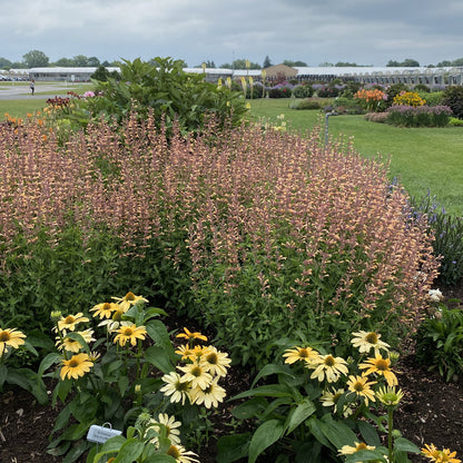 Meant To Bee® 'Queen Nectarine' Hummingbird Mint (Agastache) - Photo Property of Garden Crossings LLC