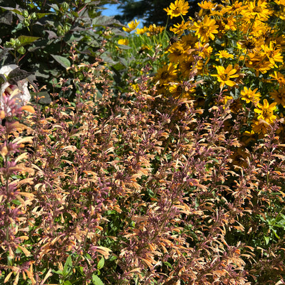 Meant To Bee® 'Queen Nectarine' Hummingbird Mint (Agastache) - Photo Property of Garden Crossings LLC