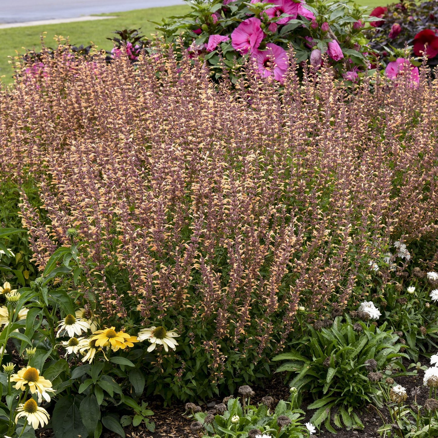 Meant To Bee® 'Queen Nectarine' Hummingbird Mint (Agastache) - Photo Courtesy of Proven Winners, Inc.