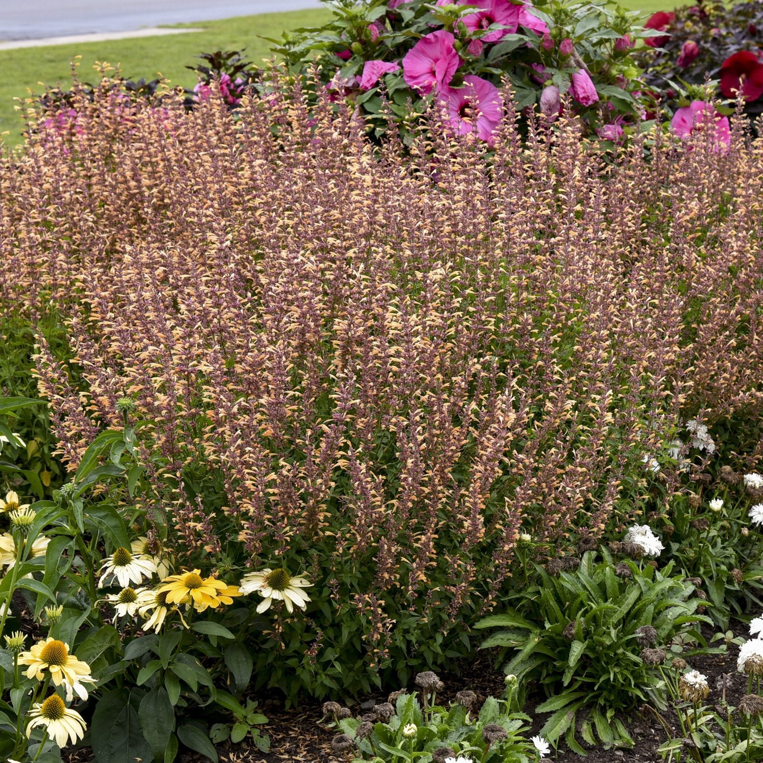 Meant To Bee® 'Queen Nectarine' Hummingbird Mint (Agastache) - Photo Courtesy of Proven Winners, Inc.