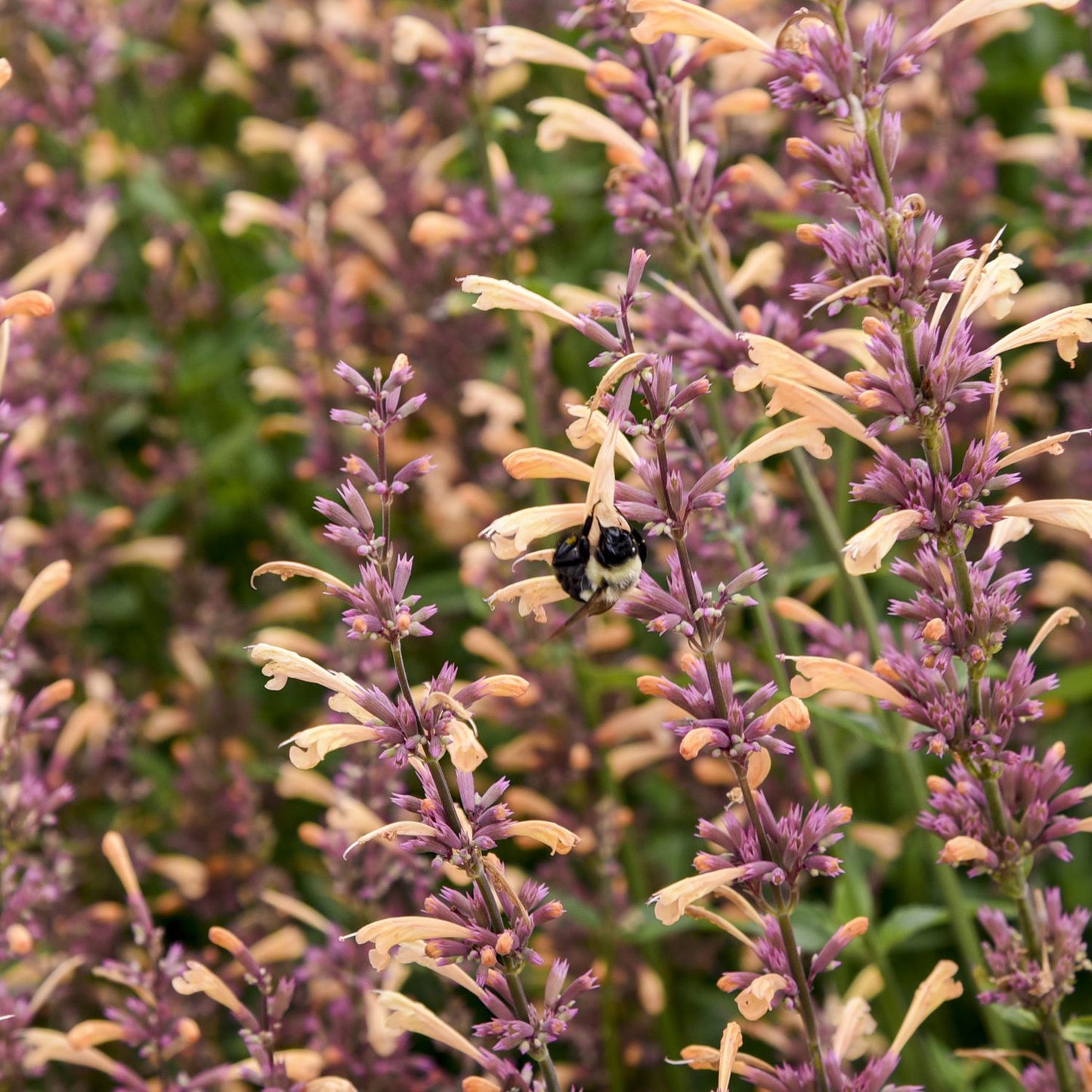 Meant To Bee® 'Queen Nectarine' Hummingbird Mint (Agastache) - Photo Courtesy of Proven Winners, Inc.