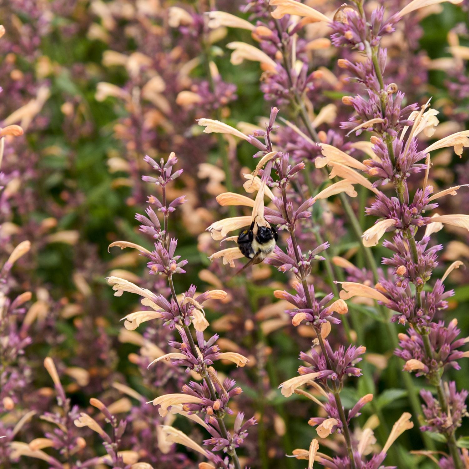 Meant To Bee® 'Queen Nectarine' Hummingbird Mint (Agastache) - Photo Courtesy of Proven Winners, Inc.