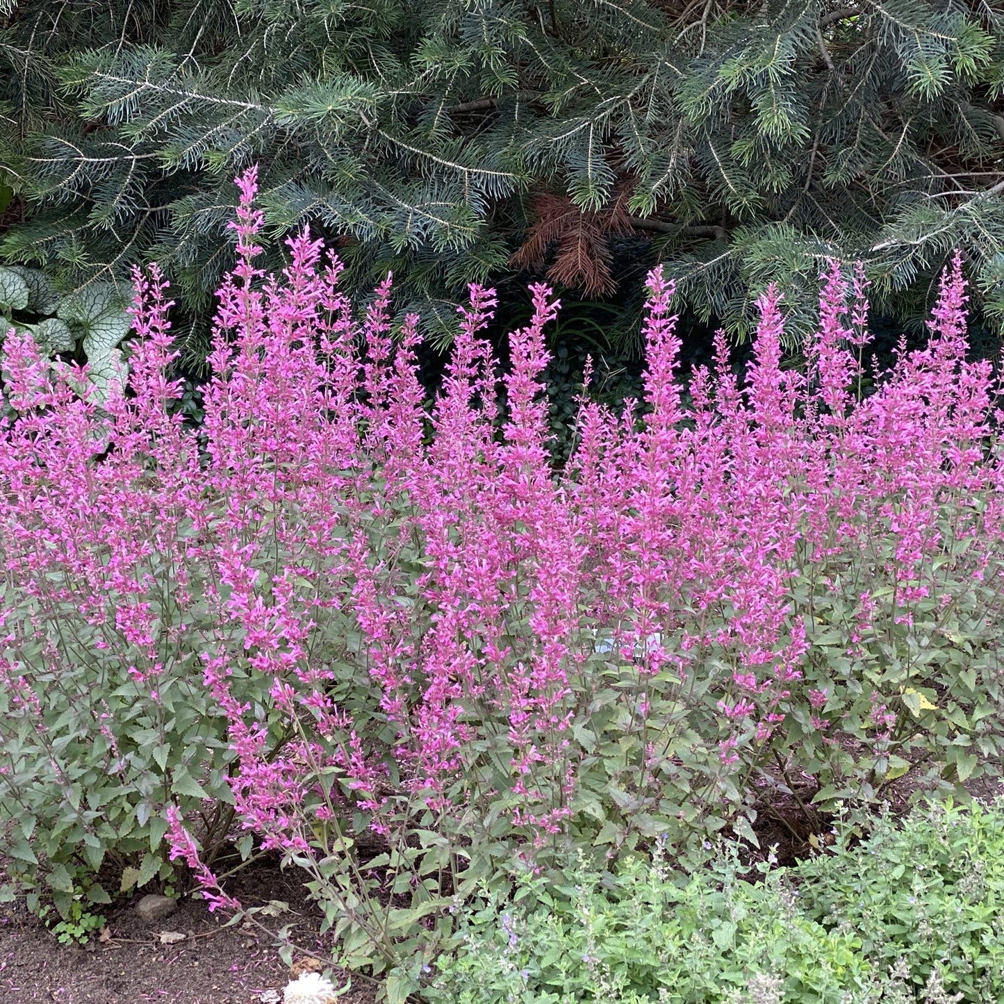 Meant To Bee® 'Royal Raspberry' Hummingbird Mint (Agastache) - Photo Property of Garden Crossings LLC