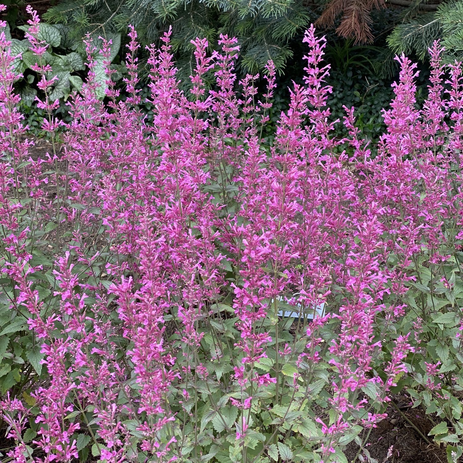 Meant To Bee® 'Royal Raspberry' Hummingbird Mint (Agastache) - Photo Property of Garden Crossings LLC