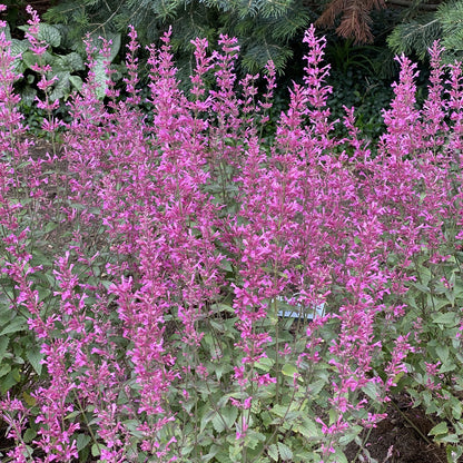 Meant To Bee® 'Royal Raspberry' Hummingbird Mint (Agastache) - Photo Property of Garden Crossings LLC