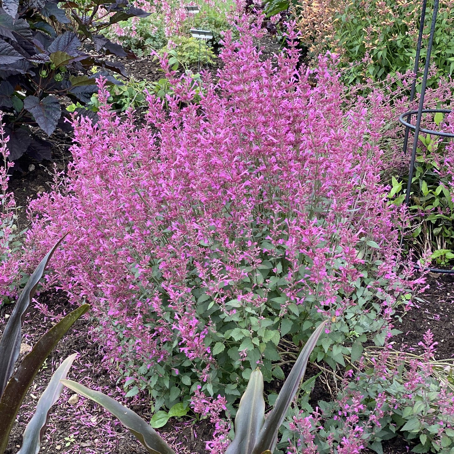 Meant To Bee® 'Royal Raspberry' Hummingbird Mint (Agastache) - Photo Property of Garden Crossings LLC