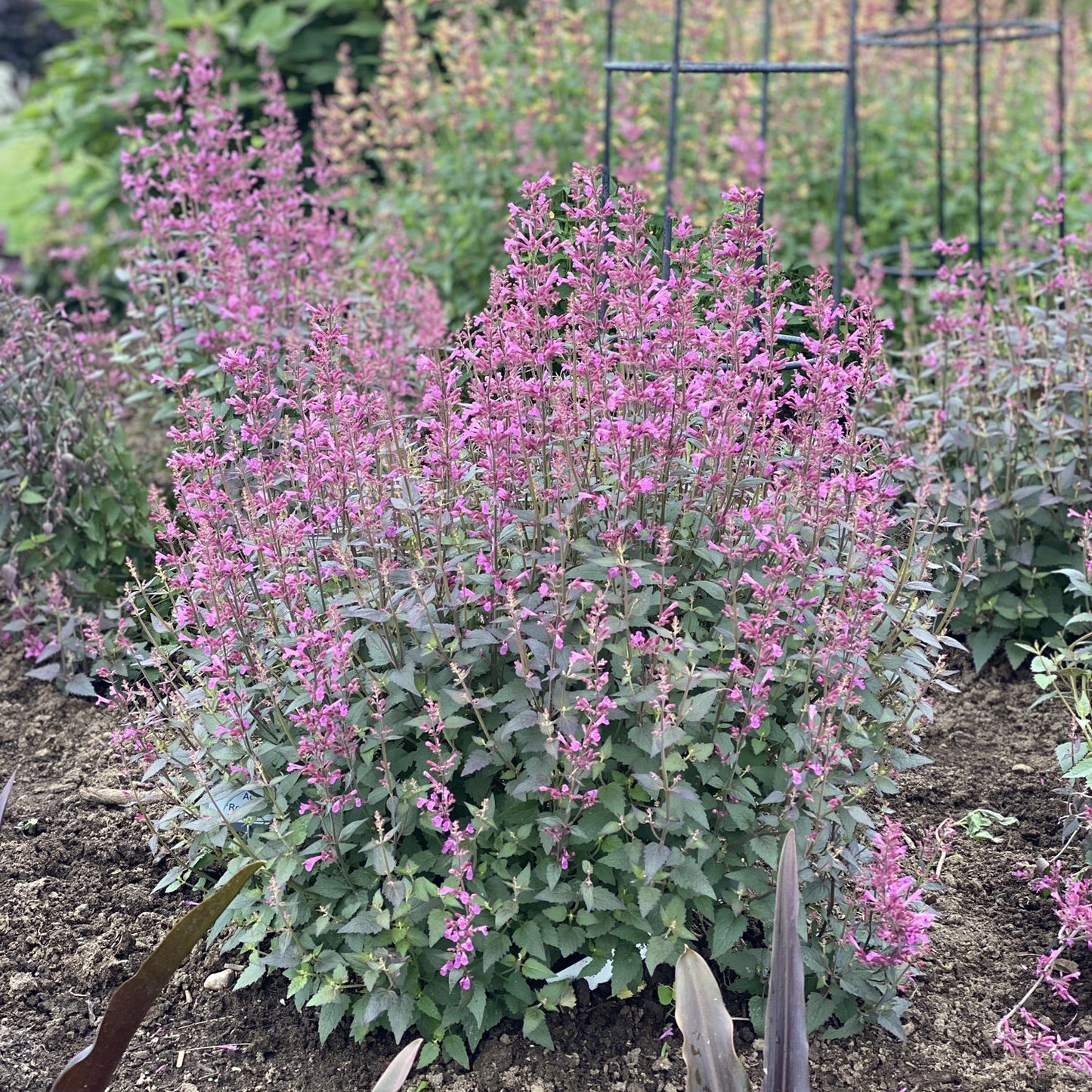 Meant To Bee® 'Royal Raspberry' Hummingbird Mint (Agastache) - Photo Property of Garden Crossings LLC