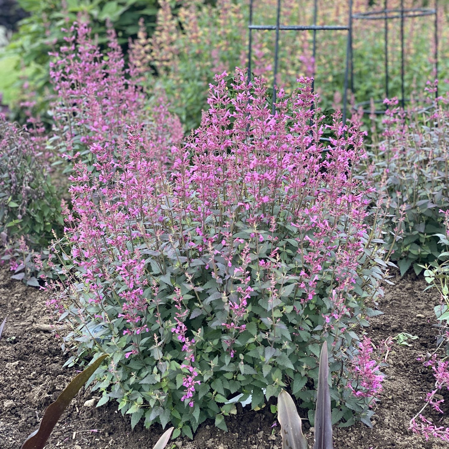 Meant To Bee® 'Royal Raspberry' Hummingbird Mint (Agastache) - Photo Property of Garden Crossings LLC