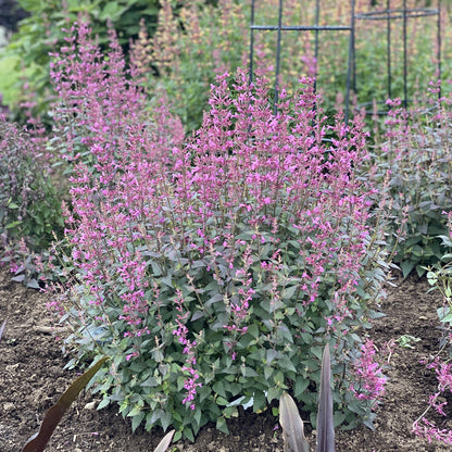 Meant To Bee® 'Royal Raspberry' Hummingbird Mint (Agastache) - Photo Property of Garden Crossings LLC