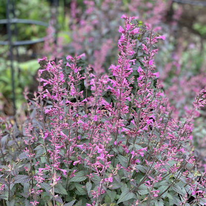Meant To Bee® 'Royal Raspberry' Hummingbird Mint (Agastache) - Photo Property of Garden Crossings LLC