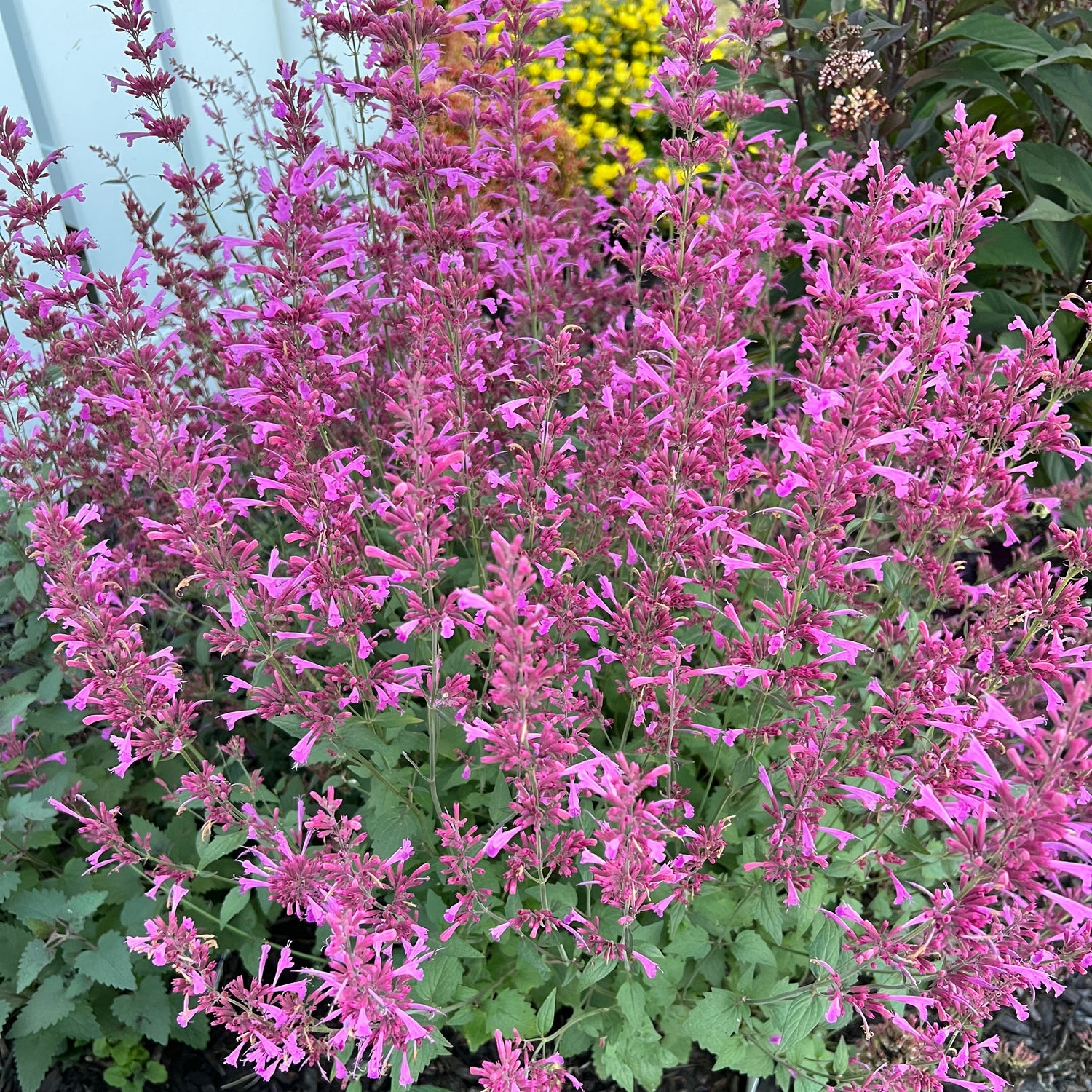 A dense cluster of Meant To Bee® 'Royal Raspberry' Hummingbird Mint (Agastache) shows tall, spiky pink flowers and green leaves. Bright yellow blooms and extra foliage are softly blurred in the background - Photo Property of Garden Crossings LLC.