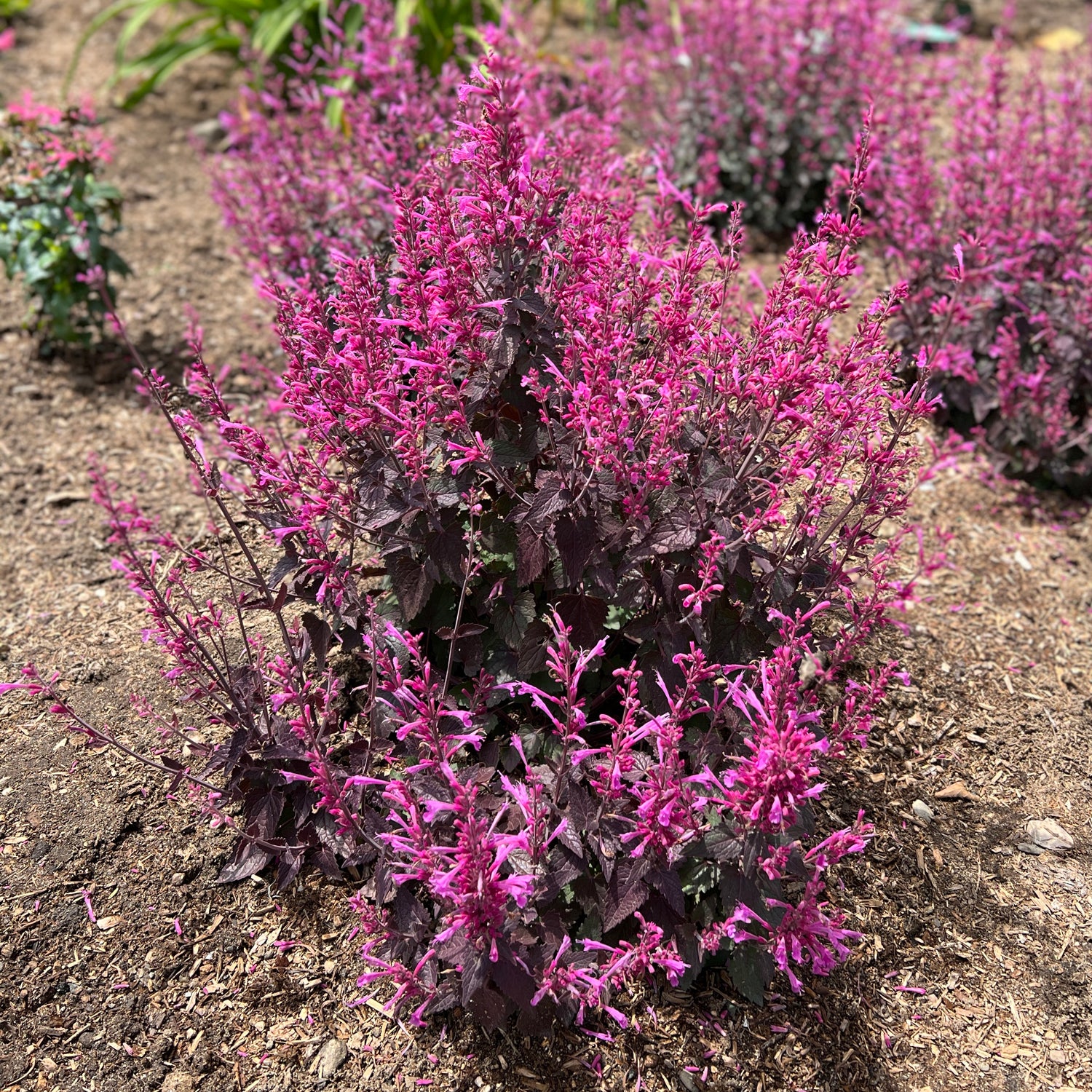 Meant To Bee® 'Royal Raspberry' Hummingbird Mint (Agastache) - Photo Property of Garden Crossings LLC