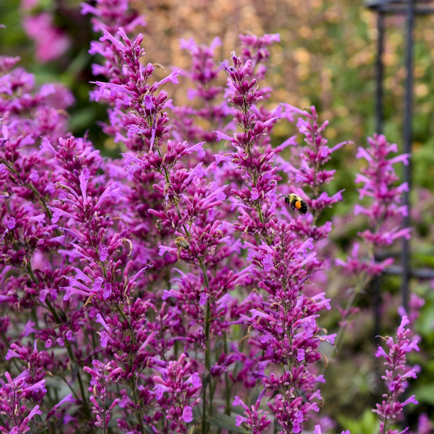 Meant To Bee® 'Royal Raspberry' Hummingbird Mint (Agastache) - Photo Courtesy of Proven Winners, Inc.