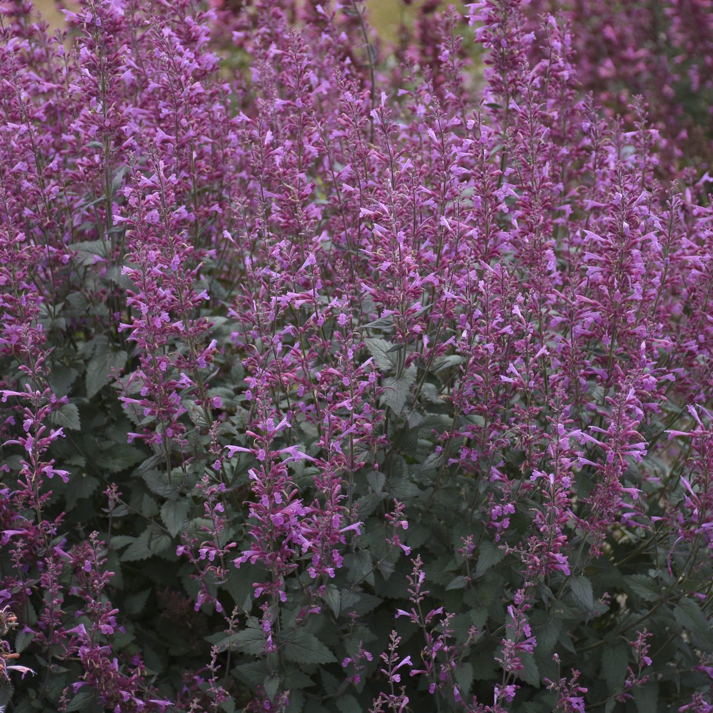 Meant To Bee® 'Royal Raspberry' Hummingbird Mint (Agastache) - Photo Courtesy of Proven Winners, Inc.