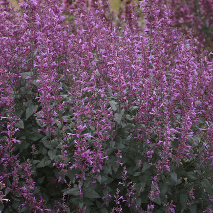 Meant To Bee® 'Royal Raspberry' Hummingbird Mint (Agastache) - Photo Courtesy of Proven Winners, Inc.
