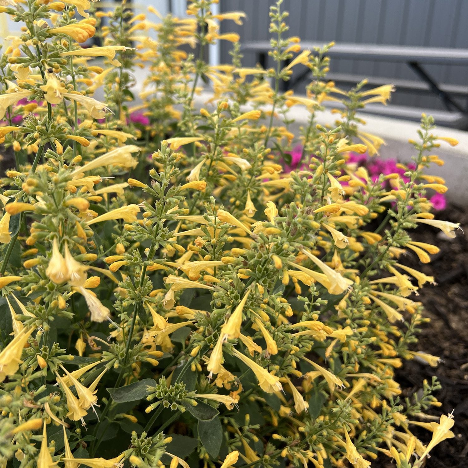 Summerlong™ Lemon Hummingbird Mint (Agastache) - Photo Property of Garden Crossings LLC
