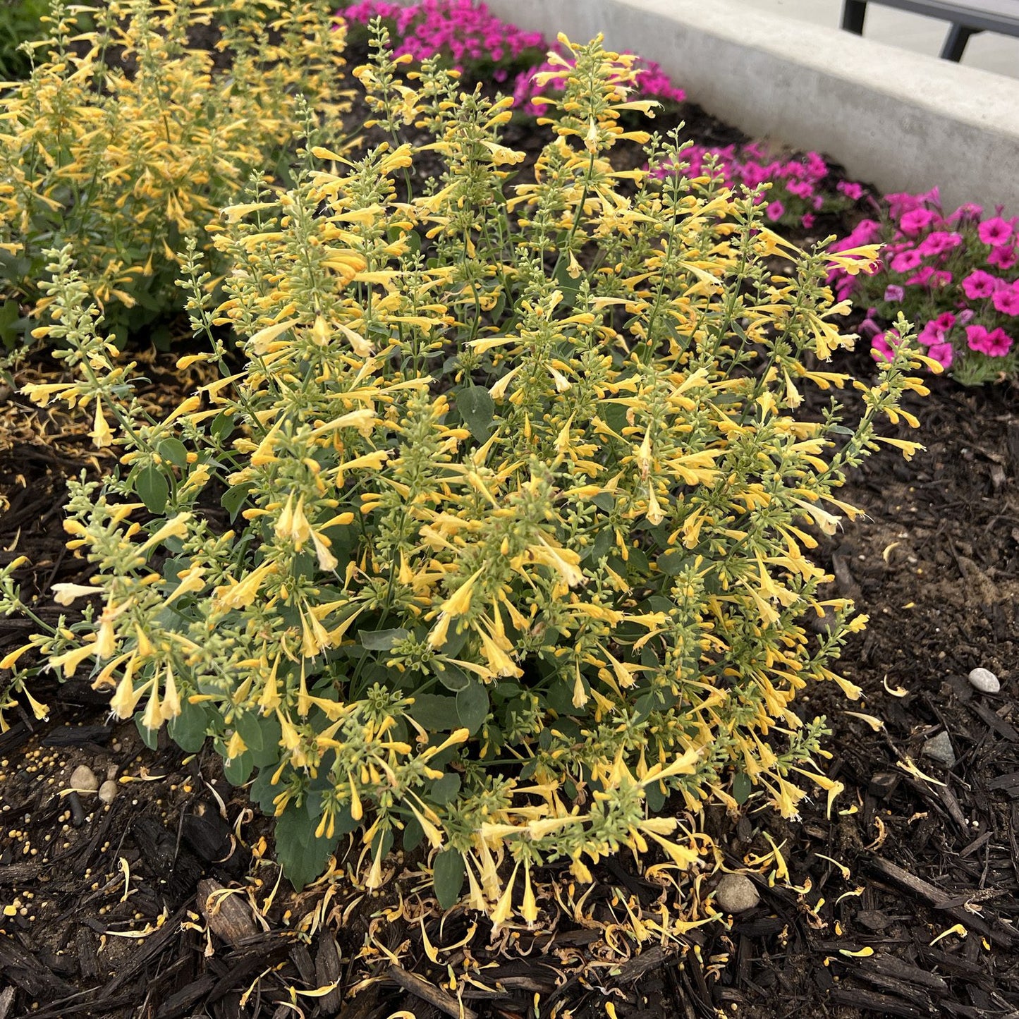 Summerlong™ Lemon Hummingbird Mint (Agastache) - Photo Property of Garden Crossings LLC