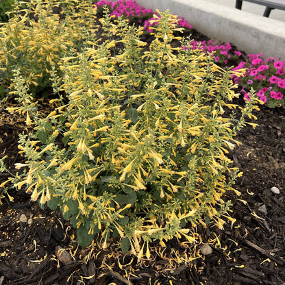 Summerlong™ Lemon Hummingbird Mint (Agastache) - Photo Property of Garden Crossings LLC