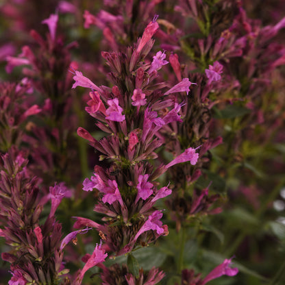 Summerlong™ Lilac Hummingbird Mint (Agastache) - Photo Courtesy of Ball Horticulure, Inc.
