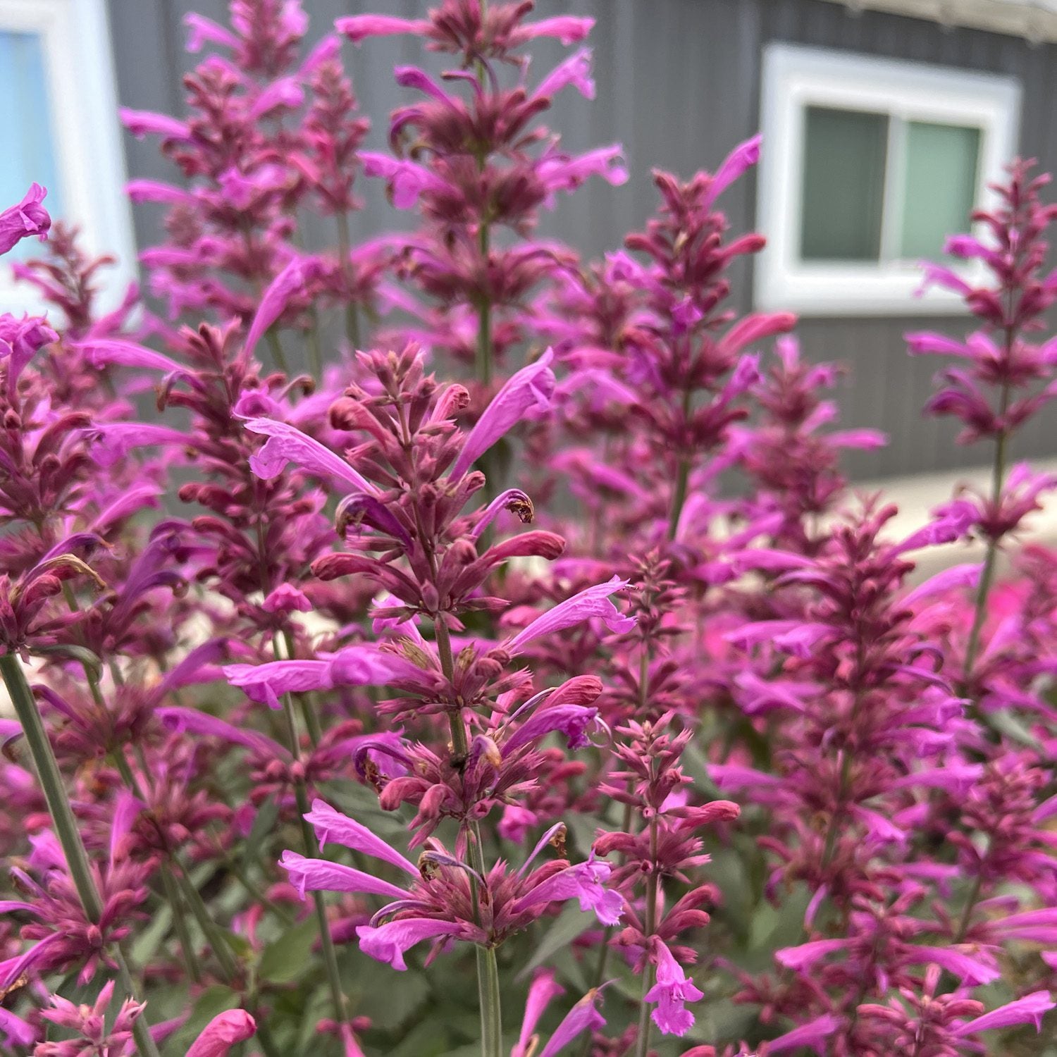 Summerlong™ Lilac Hummingbird Mint (Agastache) - Photo Property of Garden Crossings LLC