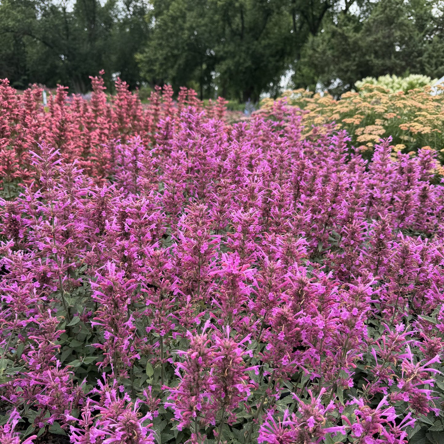 Summerlong™ Lilac Hummingbird Mint (Agastache) - Photo Property of Garden Crossings LLC
