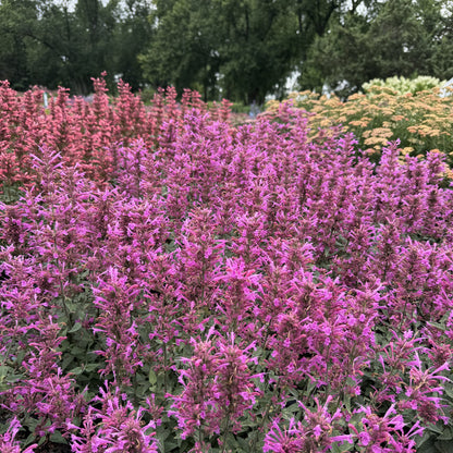 Summerlong™ Lilac Hummingbird Mint (Agastache) - Photo Property of Garden Crossings LLC