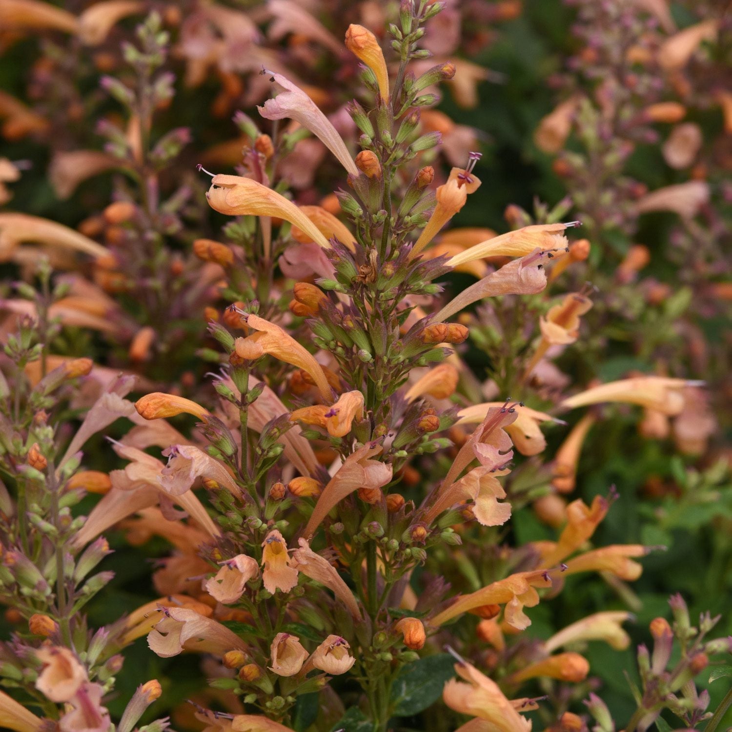 A close-up of vibrant orange tubular blooms on Summerlong™ Peach Hummingbird Mint (Agastache), with green stems and leaves, showing multiple flowering spikes - Photo Courtesy of Ball Horticulture, Inc.