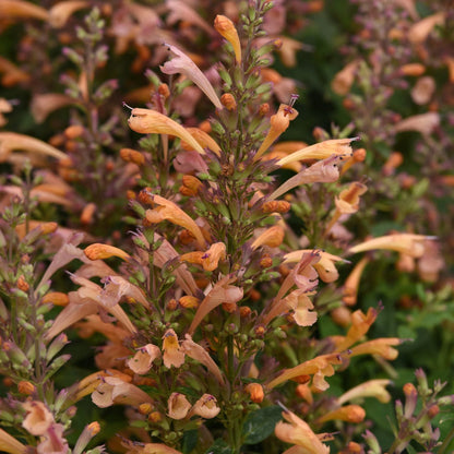A close-up of vibrant orange tubular blooms on Summerlong™ Peach Hummingbird Mint (Agastache), with green stems and leaves, showing multiple flowering spikes - Photo Courtesy of Ball Horticulture, Inc.