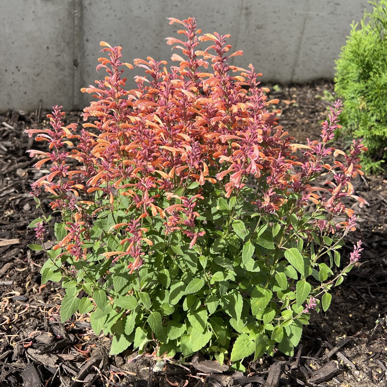 Summerlong™ Peach Hummingbird Mint (Agastache) is a bushy plant with spikes of orange and pink tubular flowers above green leaves, soaking up sun and attracting pollinators in a mulched garden bed - Photo Property of Garden Crossings LLC.