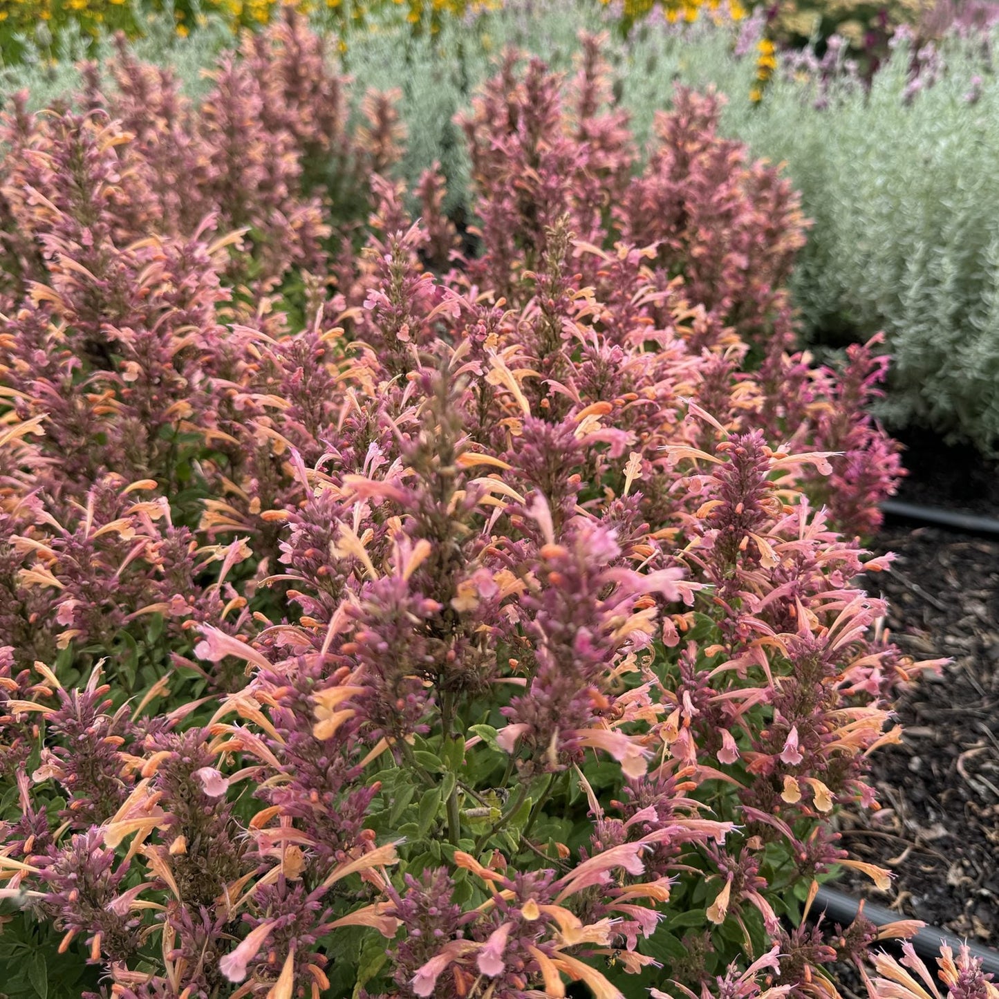 Summerlong™ Peach Hummingbird Mint (Agastache) features dense clusters of  orange tubular flowers on upright stems, creating a vivid display that attracts pollinators to your garden - Photo Property of Garden Crossings LLC.