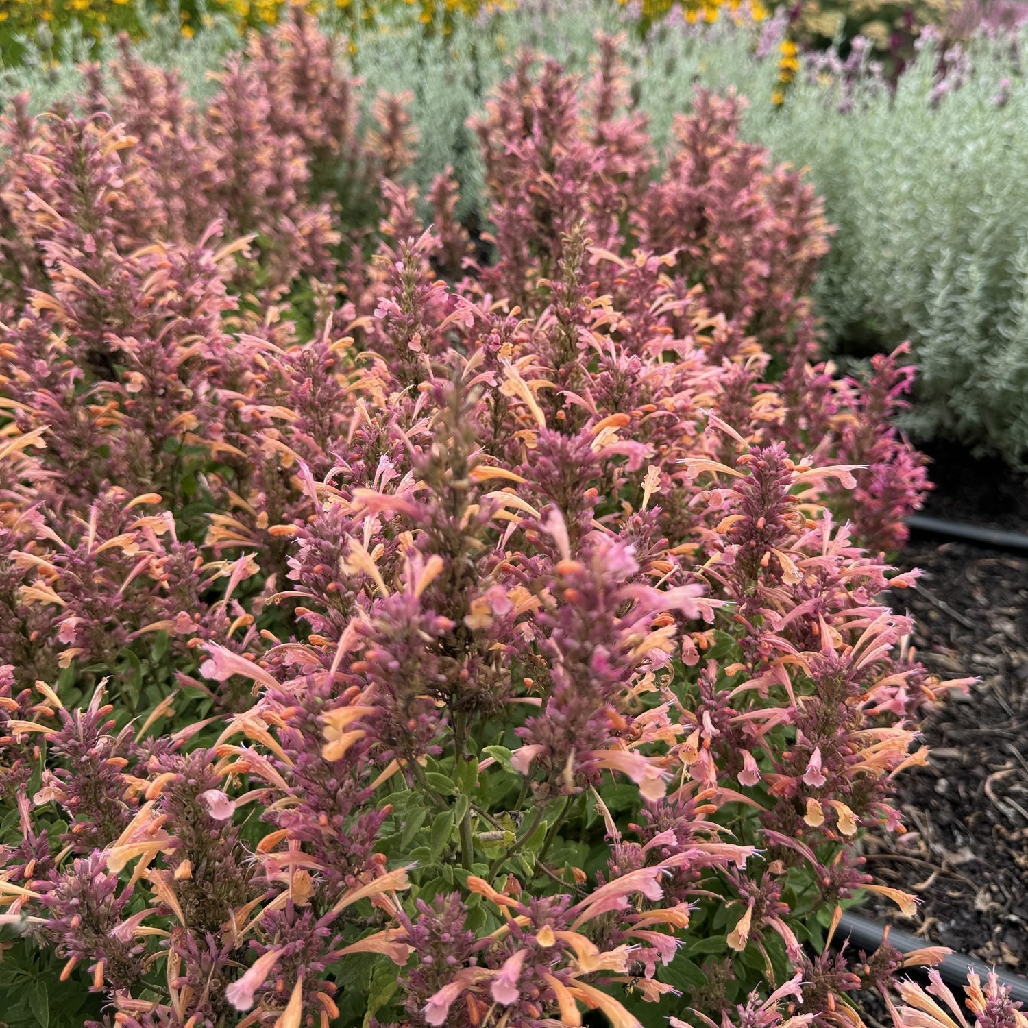 Summerlong™ Peach Hummingbird Mint (Agastache) features dense clusters of  orange tubular flowers on upright stems, creating a vivid display that attracts pollinators to your garden - Photo Property of Garden Crossings LLC.