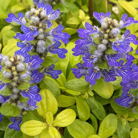 Feathered Friends® 'Cordial Canary' Bugleweed (Ajuga) - Photo Courtesy of Garden Solutions