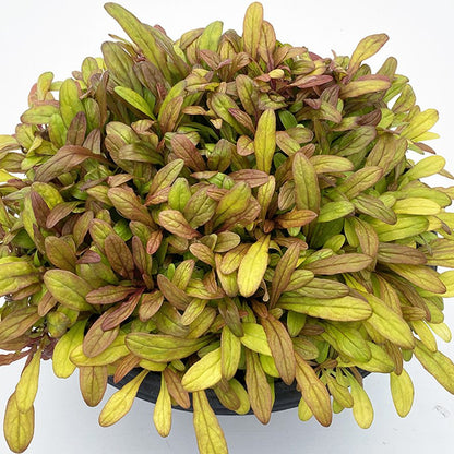 Feathered Friends® 'Fancy Finch' Bugleweed (Ajuga) - Photo Courtesy of Garden Solutions