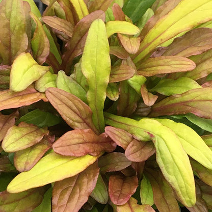Feathered Friends® 'Fancy Finch' Bugleweed (Ajuga) - Photo Courtesy of Garden Solutions