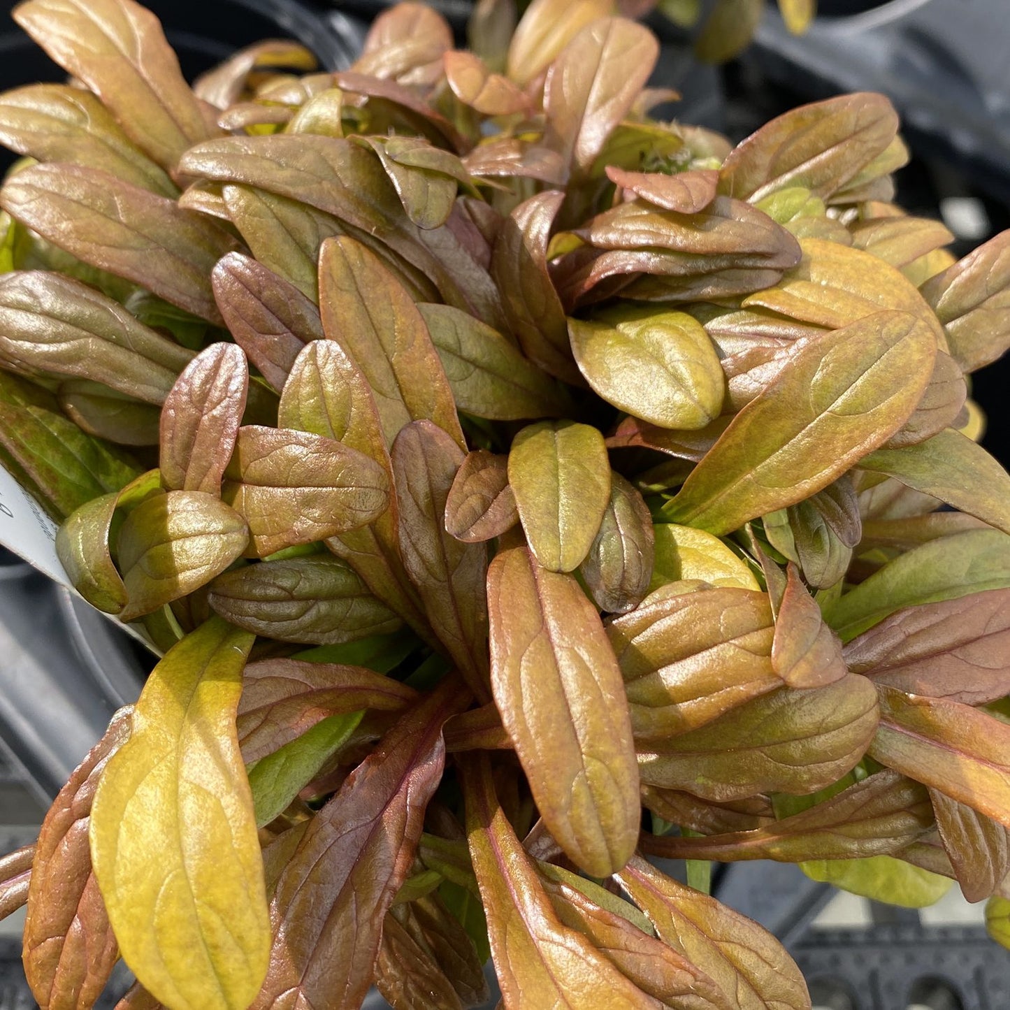 Feathered Friends® 'Fancy Finch' Bugleweed (Ajuga) - Photo Property of Garden Crossings LLC