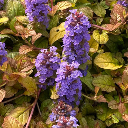 Feathered Friends® 'Pleasant Pheasant' Bugleweed (Ajuga) - Photo Courtesy of Garden Solutions