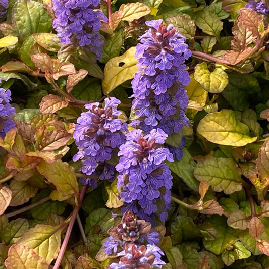 Feathered Friends® 'Pleasant Pheasant' Bugleweed (Ajuga) - Photo Courtesy of Garden Solutions