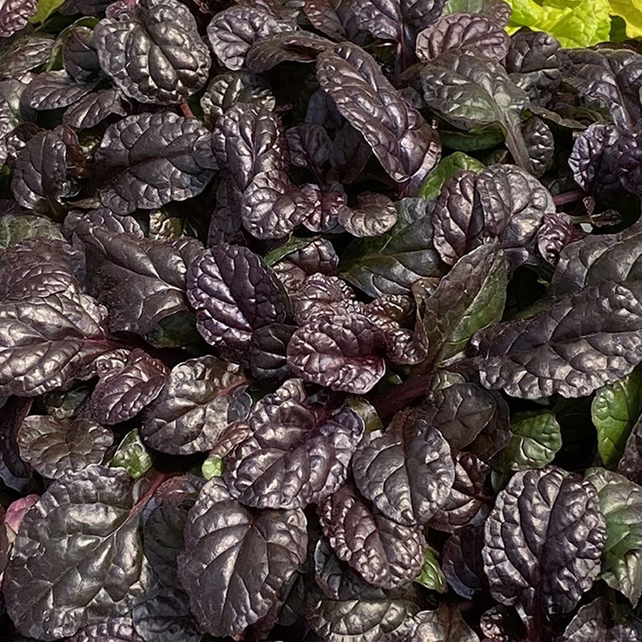 Feathered Friends® 'Fierce Falcon' Bugleweed (Ajuga) - Photo Courtesy of Garden Solutions