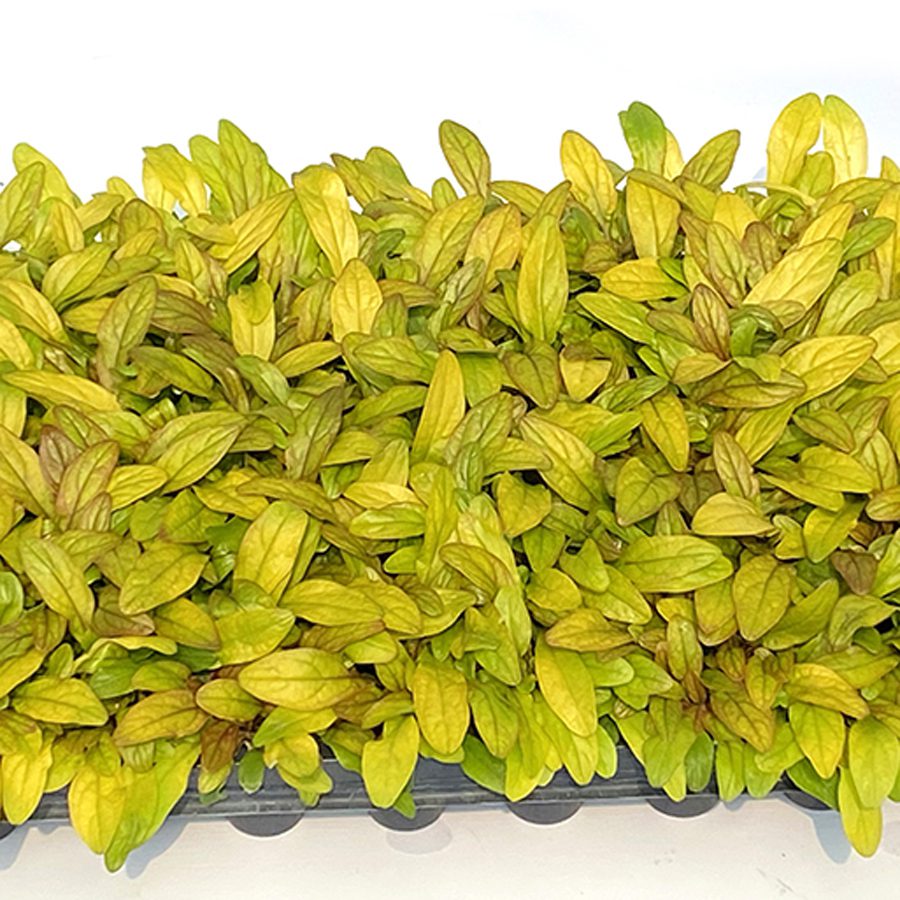 Feathered Friends® 'Parrot Paradise' Bugleweed (Ajuga) - Photo Courtesy of Garden Solutions