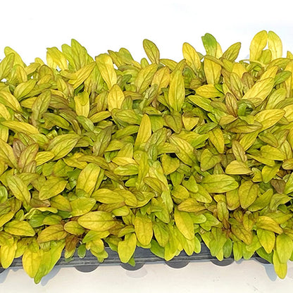 Feathered Friends® 'Parrot Paradise' Bugleweed (Ajuga) - Photo Courtesy of Garden Solutions