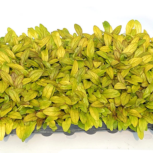 Feathered Friends® 'Petite Parakeet' Bugleweed (Ajuga) - Photo Courtesy of Garden Solutions