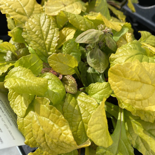 A close-up of Feathered Friends® 'Tropical Toucan' Bugleweed (Ajuga) displays wrinkled yellow-green leaves, some brown-edged—suggesting stress. Sunlight accentuates their texture in this top ground cover for shade gardens - Photo Property of Garden Crossings LLC.