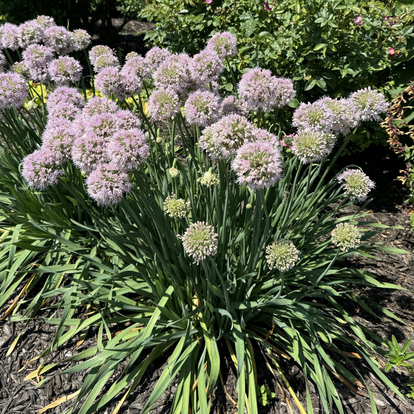 Bobblehead' Allium - Photo Property of Garden Crossings LLC