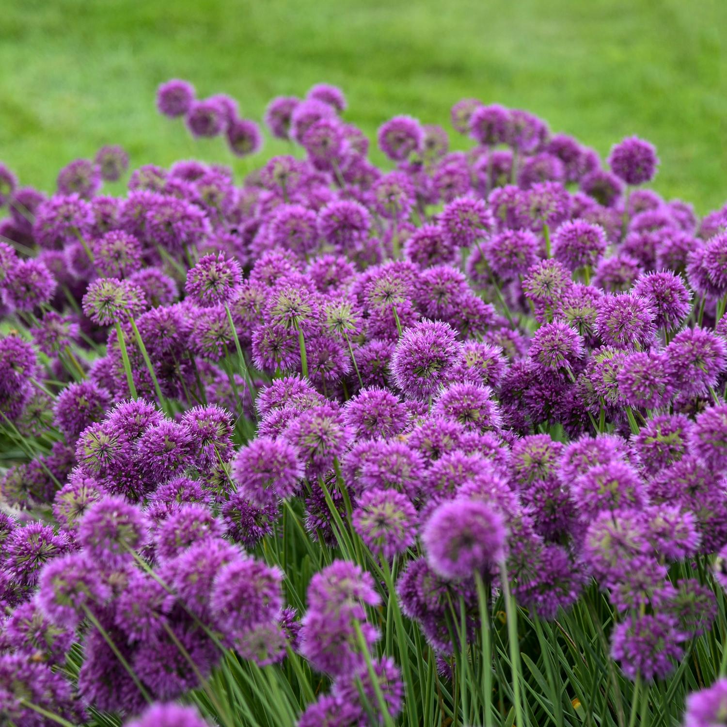 Lavender Bubbles' Allium - Photo Courtesy of Walters Gardens, Inc.