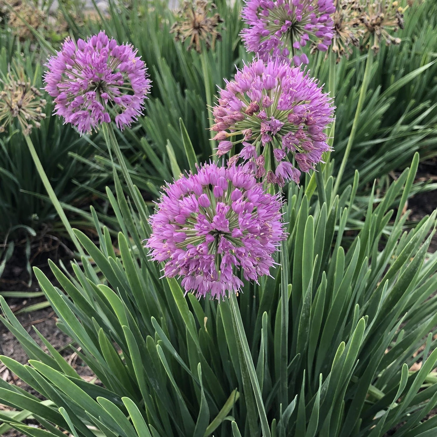 Serendipity' Allium - Photo Property of Garden Crossings LLC