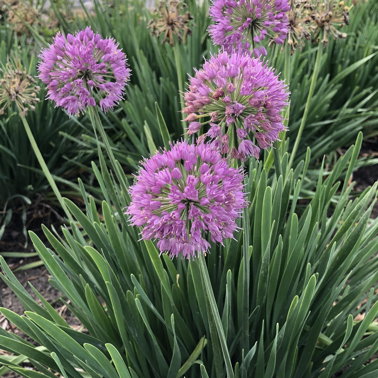Serendipity' Allium - Photo Property of Garden Crossings LLC